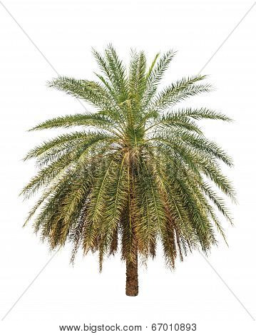 Date Palm (phoenix Dactylifera), Tropical Tree In The Northeast Of Thailand Isolated On White Backgr
