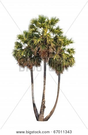 Three Borassus Flabellifer Trees, Known By Several Common Names, Including Asian Palmyra Palm, Toddy