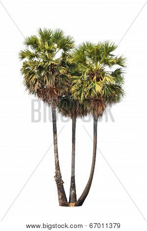 Three Borassus Flabellifer Trees, Known By Several Common Names, Including Asian Palmyra Palm, Toddy