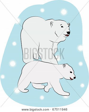 Polar Bears