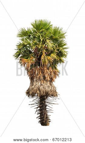 Borassus Flabellifer, Known By Several Common Names, Including Asian Palmyra Palm, Toddy Palm, Sugar