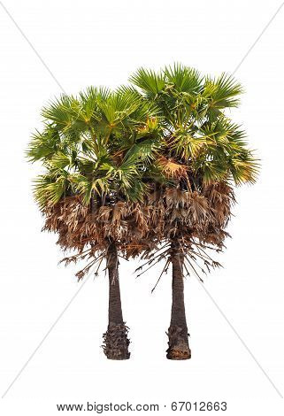 Two Borassus Flabellifer Trees, Known By Several Common Names, Including Asian Palmyra Palm, Toddy P