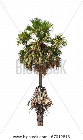 Borassus Flabellifer, Known By Several Common Names, Including Asian Palmyra Palm, Toddy Palm, Sugar