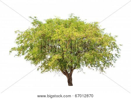 Tamarind Tree (tamarindus Indica) Tropical Tree In The Northeast Of Thailand Isolated On White Backg