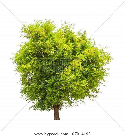 Tamarind Tree (tamarindus Indica) Tropical Tree In The Northeast Of Thailand Isolated On White Backg