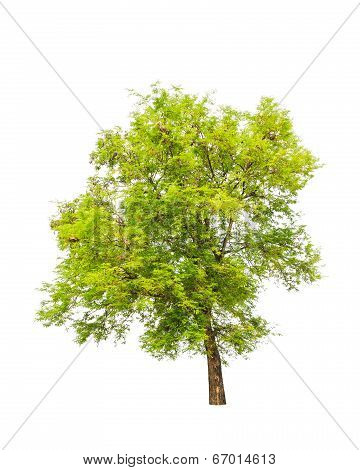 Tamarind Tree (tamarindus Indica) Tropical Tree In The Northeast Of Thailand Isolated On White Backg