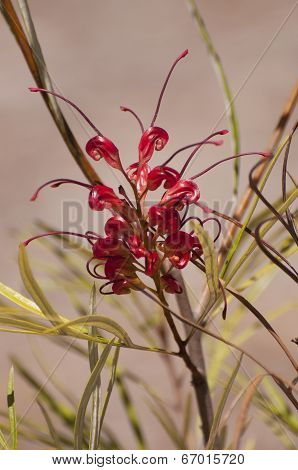 Grevillea