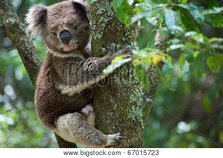 Koala