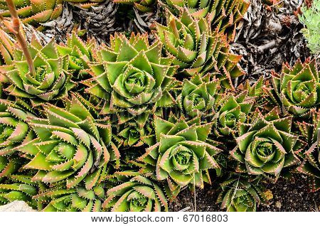 Green Succulent Flower