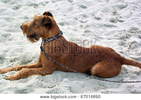 Irish Terrier