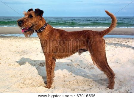 Irish Terrier