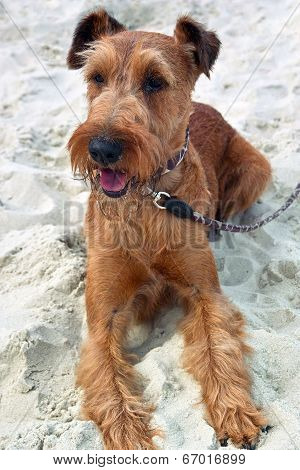 Irish Terrier