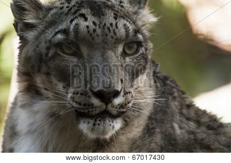 Snow Leopard