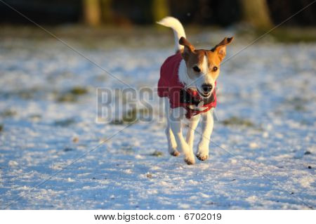 Parson Jack Russell en abrigo rojo disfrutando de la nieve
