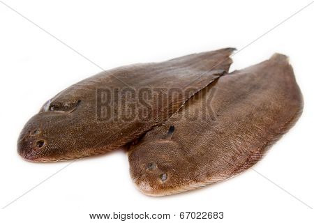 Whole Couple Fresh Sole Fish On White Background