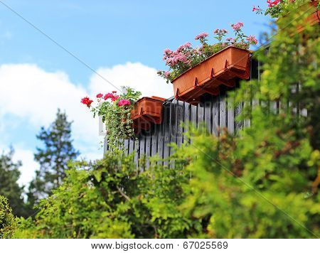 Red flowers pelargoni blooming and suspended in the flowerpot on the terrace