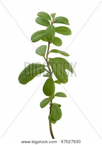 Red Whortleberry's Branch