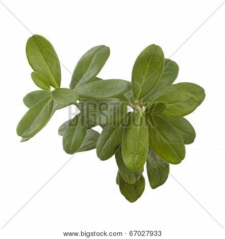 Red Whortleberry's Branch