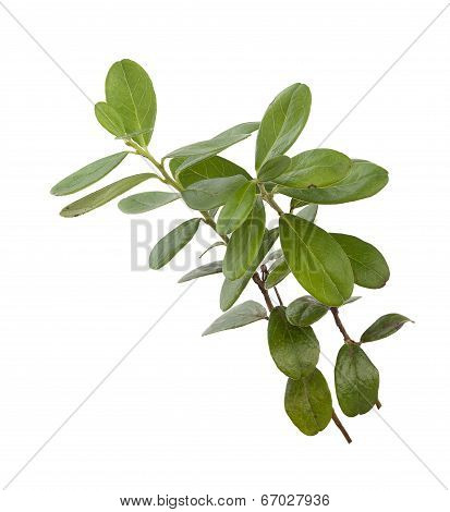 Red Whortleberry's Branch
