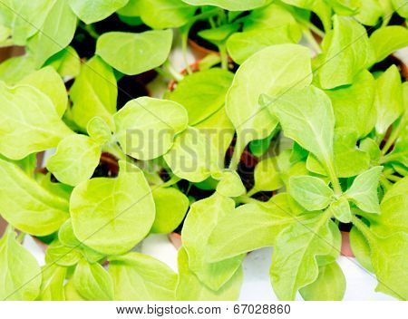 Leaf background.