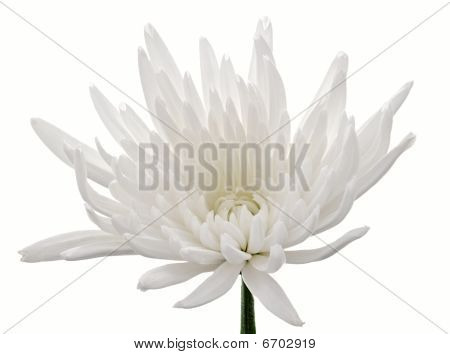 Chrysanthemum