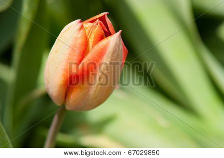 red rose bud