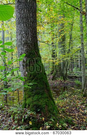 Old Oak Tree And Water In Fall Forest