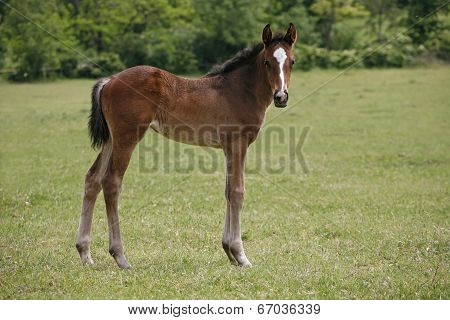 Baby horse in pasture