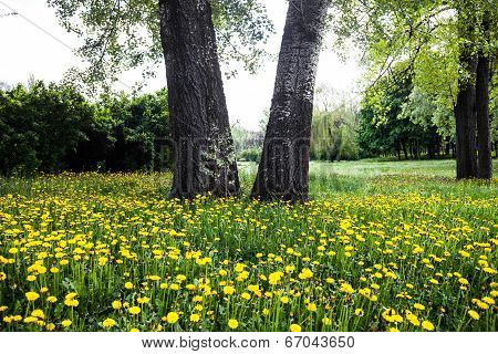 Trees Surrounded By Blooming Yellow Dandelions