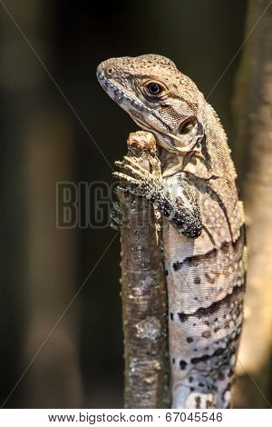 Small Lizard
