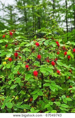 Bush Ripe Hips.