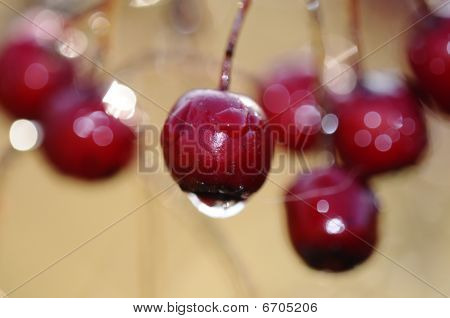 Hagtorn Crataegus - Crataegus monogyna