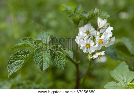 White flowering Solanum tuberosum, potato