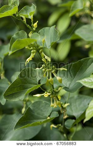 Yellow flowering Birthwort