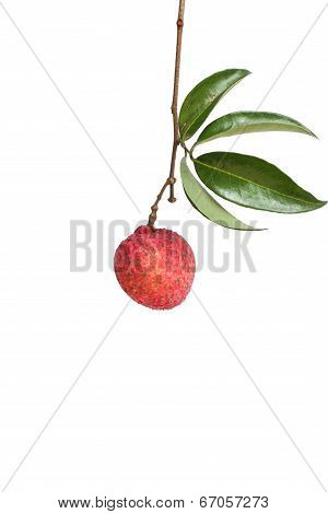 Lychee Fruit