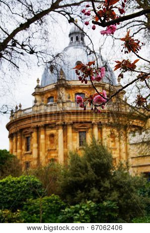 Traditional Oxford