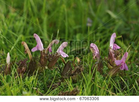 Lousewort