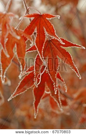 Frozen maple leaves