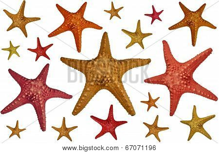 Starfish background