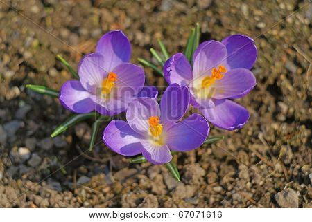 Blooming crocuses in the spring