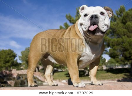Angol Bulldog portré Park