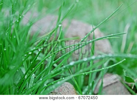 Chives