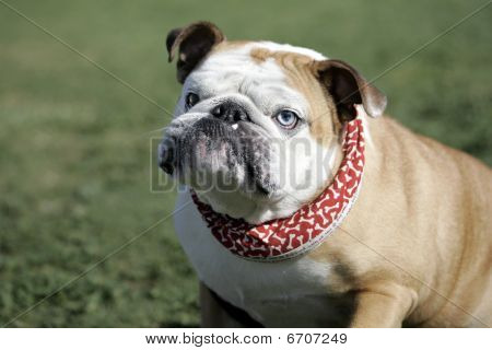 Angol Bulldog portré