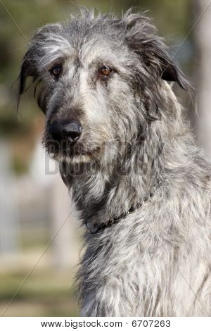 แนวไอริช Wolfhound
