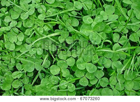 Shamrocks and grass