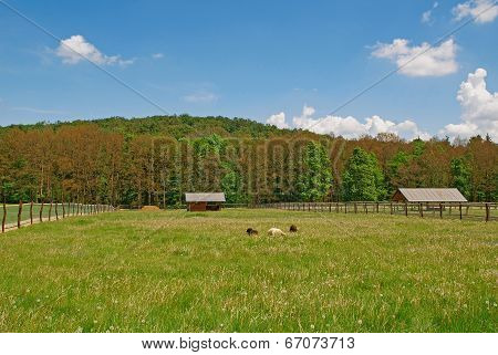 Meadow, pasture, forest, log cabin, sheeps