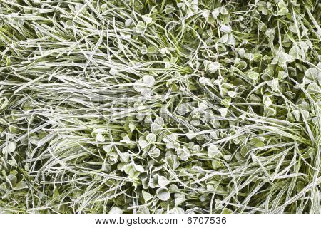 Frost