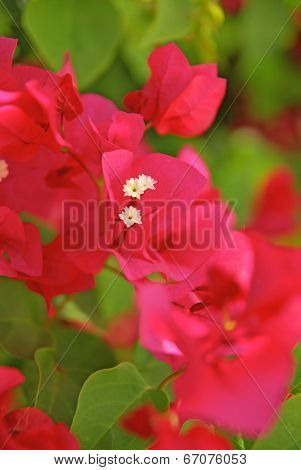Buganvilla, bougainville