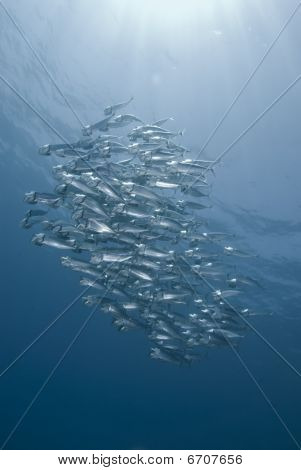 Escola de prata peixe