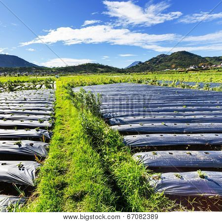 Fields in Indonesia,Java
